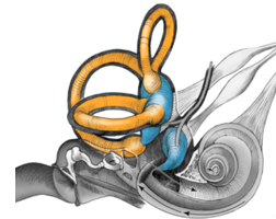 Anatomie de l'oreille vestibule